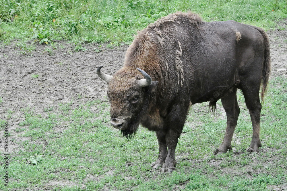 The European bison (Bison bonasus), also known as the wisent is a symbol of prehistory and protection of nature in Europe