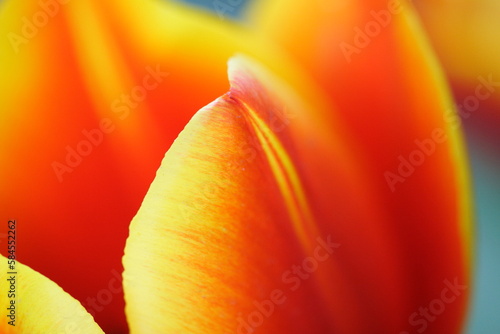 Close up of tulip petals