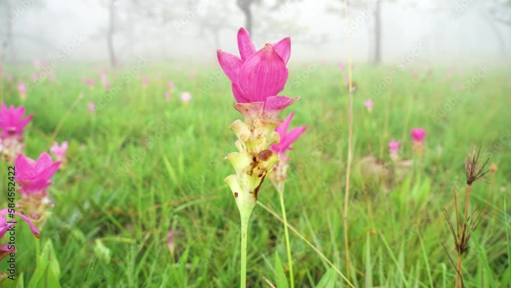 Pink siam tulip(Curcuma sessilis) flowers blooming in the fog. Pink siam tulip(Curcuma sessilis) flowers blooming in the fog.