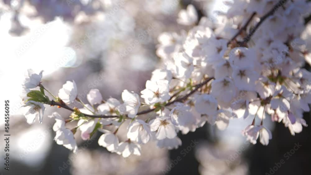 Cherry Blossom flowers in spring in British Columbia, Canada. Cherry Blossom flowers in spring in British Columbia, Canada.