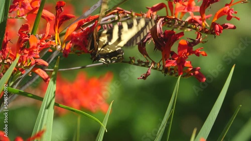 Western Tiger Swallowtail butterfly resting on Crocosmia Masoniorum flowers in British Columbia, Canada. photo