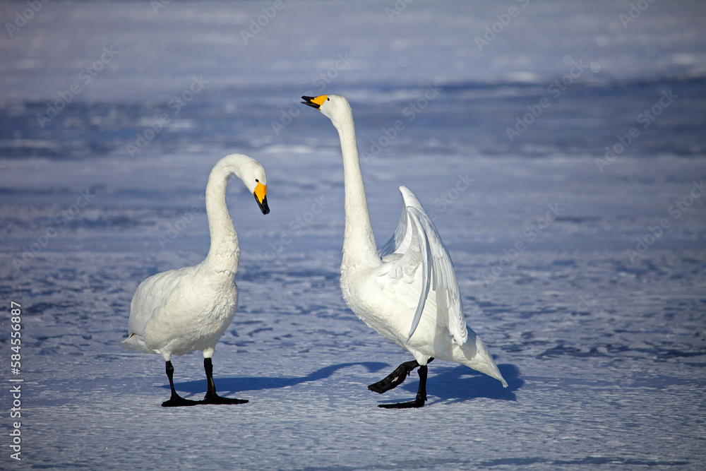 Fototapeta premium 白鳥（弟子屈町）