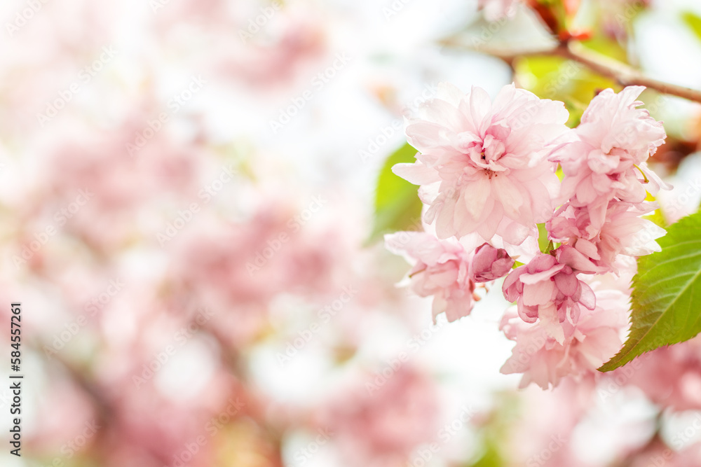 Fototapeta premium Sakura flowers bloom in the garden on a blurred background with gentle bokeh. Copyspace.