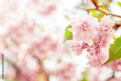 Sakura flowers bloom in the garden on a blurred background with gentle bokeh. Copyspace.