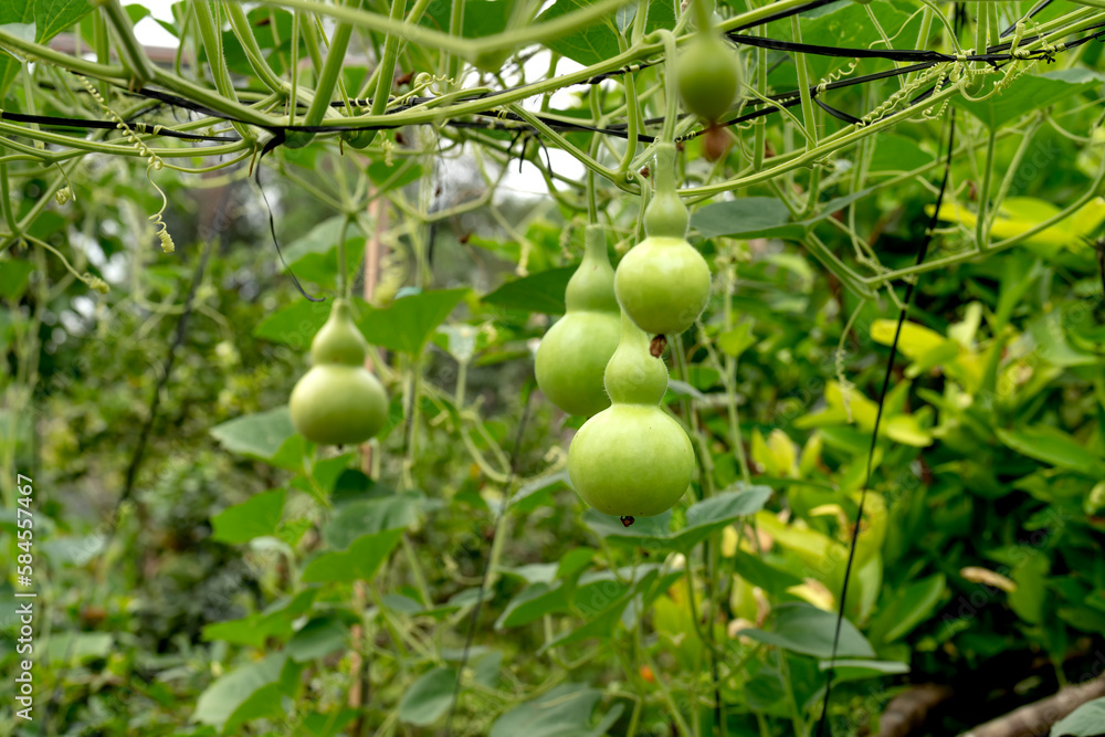 Vegetable garden in the harvest season with the gourds hanging on the rig as the beautiful gourd vase in the garden Vegetable garden in the harvest season with the gourds hanging on the rig as the beautiful gourd vase in the garden