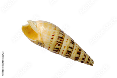 Broken Terebra Maculata shell isolated on white background photo