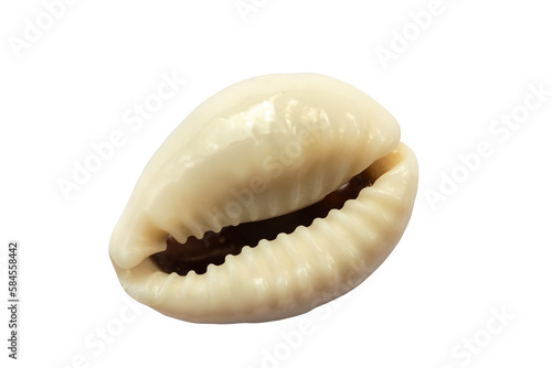 Cypraea annulus shell isolated on white background