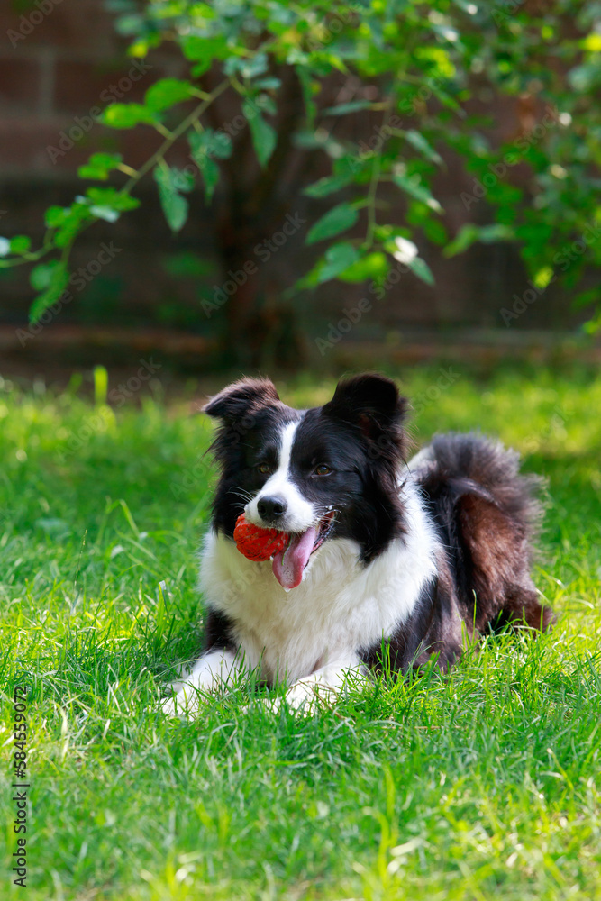 Dog breed Border Collie Dog breed Border Collie