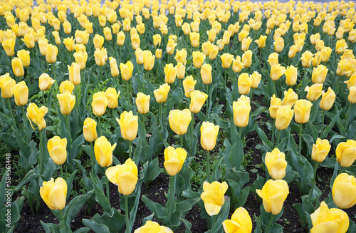 flowerbed with yellow tulips