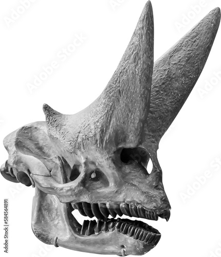 Isolated PNG cutout of an arsinoitherium zitteli skull, this dinosaur image is on a transparent background, ideal for photobashing, matte-painting, concept art photo
