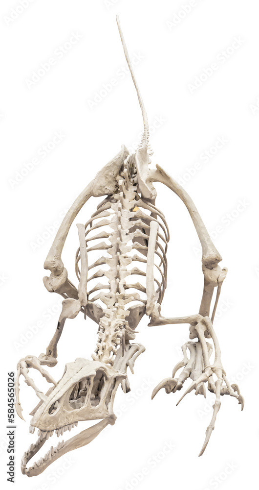 Transparent Raptor Skeleton Isolated PNG cutout of a raptor skeleton, this dinosaur image is on a ...