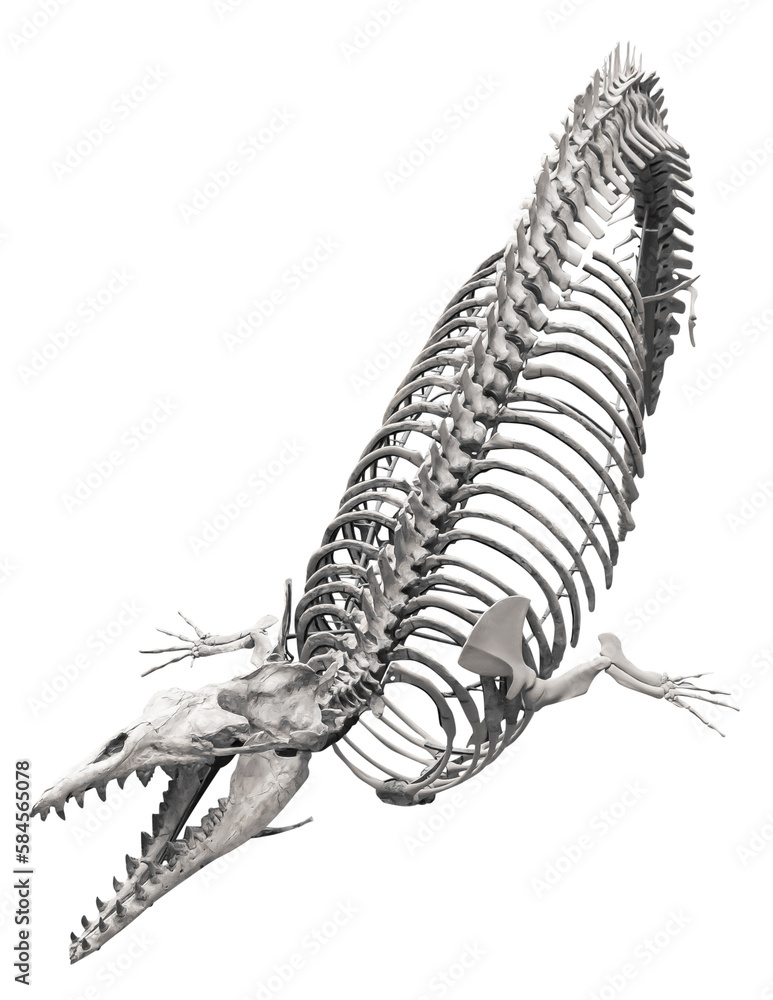 Isolated PNG cutout of a cynthiacetus skeleton, this dinosaur image is on a transparent background, ideal for photobashing, matte-painting, concept art Isolated PNG cutout of a cynthiacetus skeleton, this dinosaur image is on a transparent background, ideal for photobashing, matte-painting, concept art