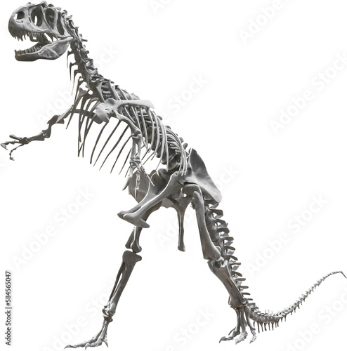 Isolated PNG cutout of an allosaurus skeleton, this dinosaur image is on a transparent background, ideal for photobashing, matte-painting, concept art