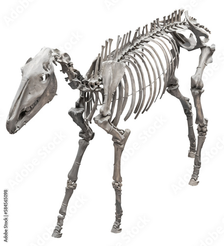 Isolated PNG cutout of a hipparion skeleton, this dinosaur image is on a transparent background, ideal for photobashing, matte-painting, concept art © NomadPhotoReference