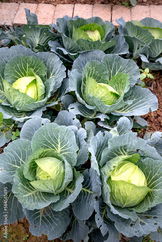 Organic Cabbage. Close-up of fresh green head cabbage growing in vegetable garden.