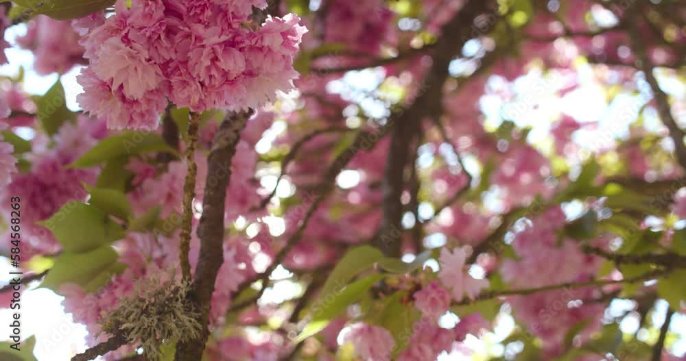 CLose up shot of sun lighting between blooming pink cherry tree with blossom CLose up shot of sun lighting between blooming pink cherry tree with blossom