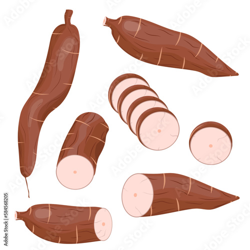 Vector cassava root Manihot esculenta, manioc and leaves, tapioca, cassava rhizomes isolated on white background