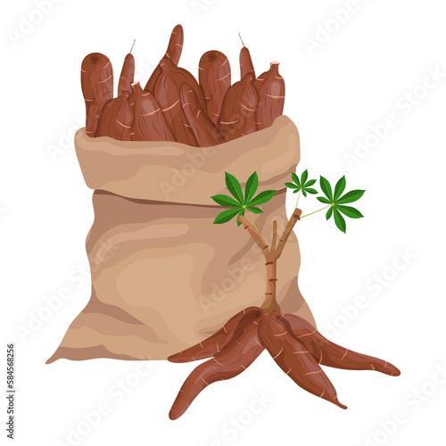 Vector cassava root Manihot esculenta, manioc and leaves, tapioca, cassava rhizomes isolated on white background
