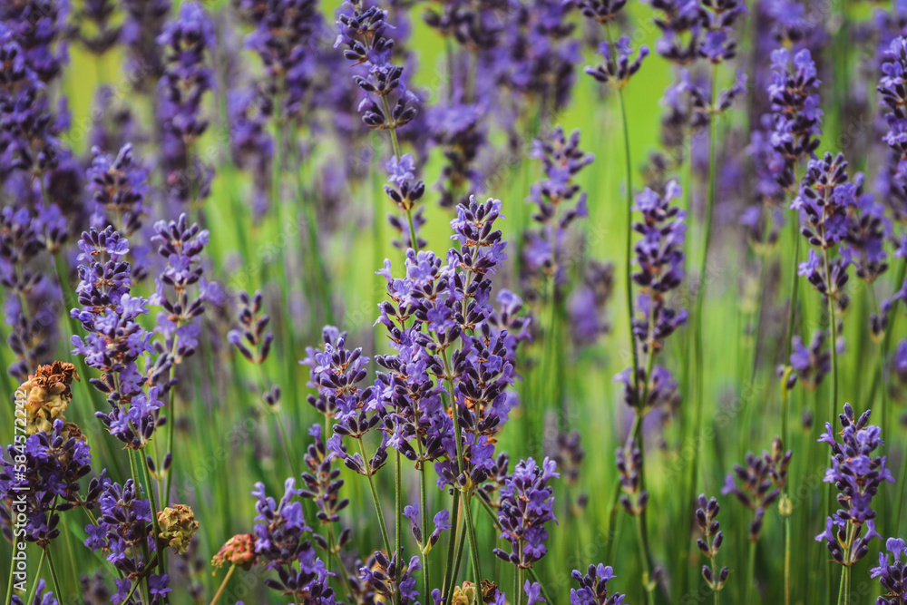 Fototapeta premium Blooming lavenders in the garden