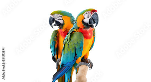 Colorful macaw parrots perched on a branch  isolated on transparent background. PNG. Blue and yellow macaw ara ararauna