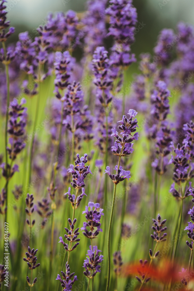 Obraz premium Blooming lavenders in the garden