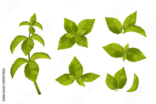 A set of mint leaves.Sprigs of mint, green peppermint leaves.Vector illustration isolated on a white background.