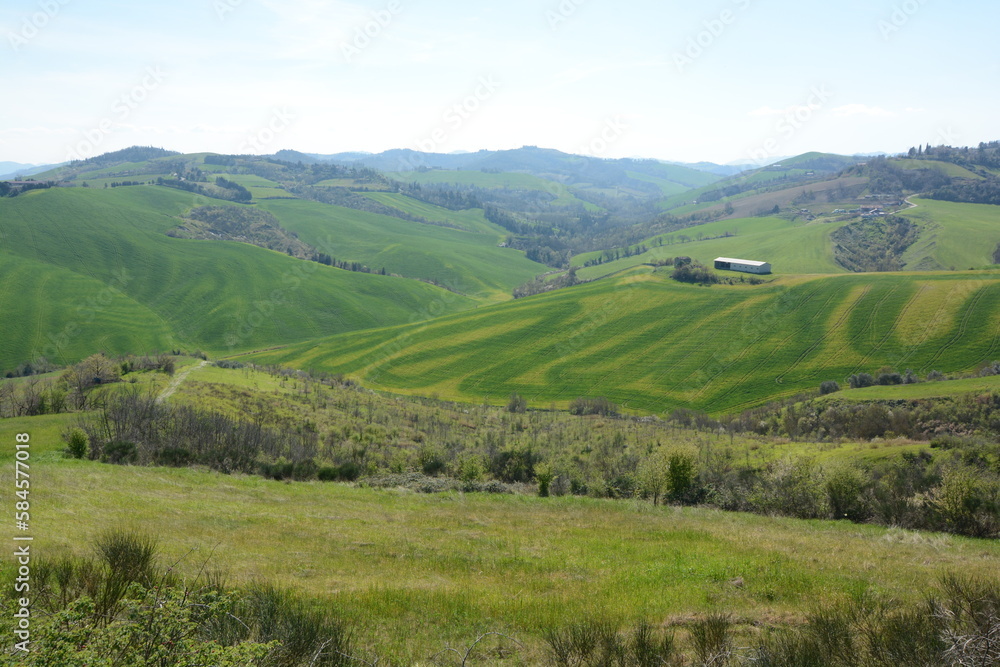 colline sopra a predappio campi di erba tagliati a tornanti con effetti di varie tonalità di colore