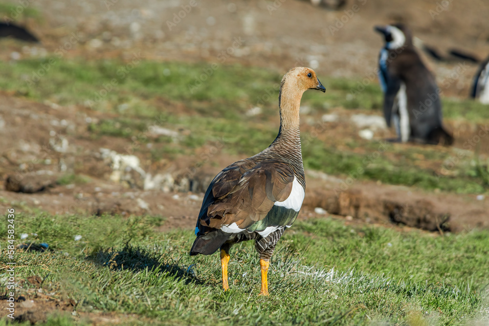Female of Upland Goose (Chloephaga picta) at Magellanic Penguin colony, Land of Fire (Tierra del Fuego), Argentina Female of Upland Goose (Chloephaga picta) at Magellanic Penguin colony, Land of Fire (Tierra del Fuego), Argentina