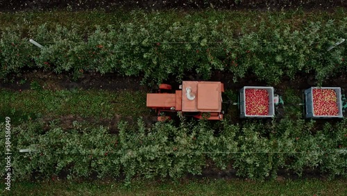 The harvest season in the fruit orchard. Apple Picking. Gathering a ripe crop from the fields. Aerial view tractor with trailer and farmers