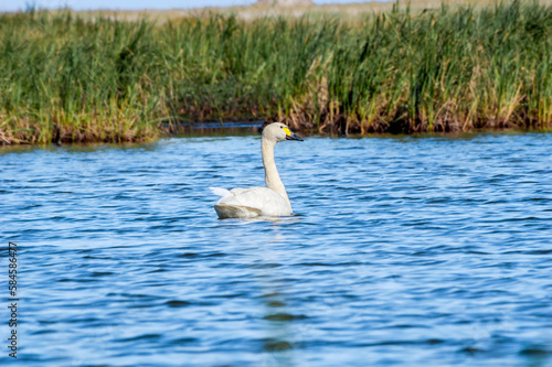 Bewick's Swan (Cygnus bewickii) in Barents Sea coastal area photo