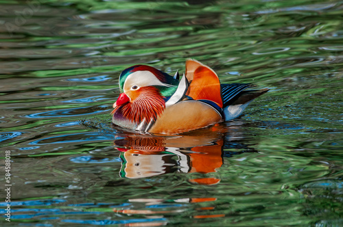 Feral Mandarin Duck (Aix galericulata) drake in pond in Los Angeles County arboretum, Los Angeles, California, USA