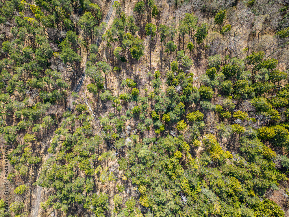 Top down drone photo over sustainable forest and road.