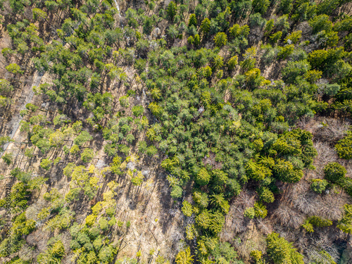 Top down drone photo over sustainable forest and road.