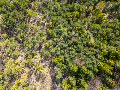 Top down drone photo over sustainable forest and road.