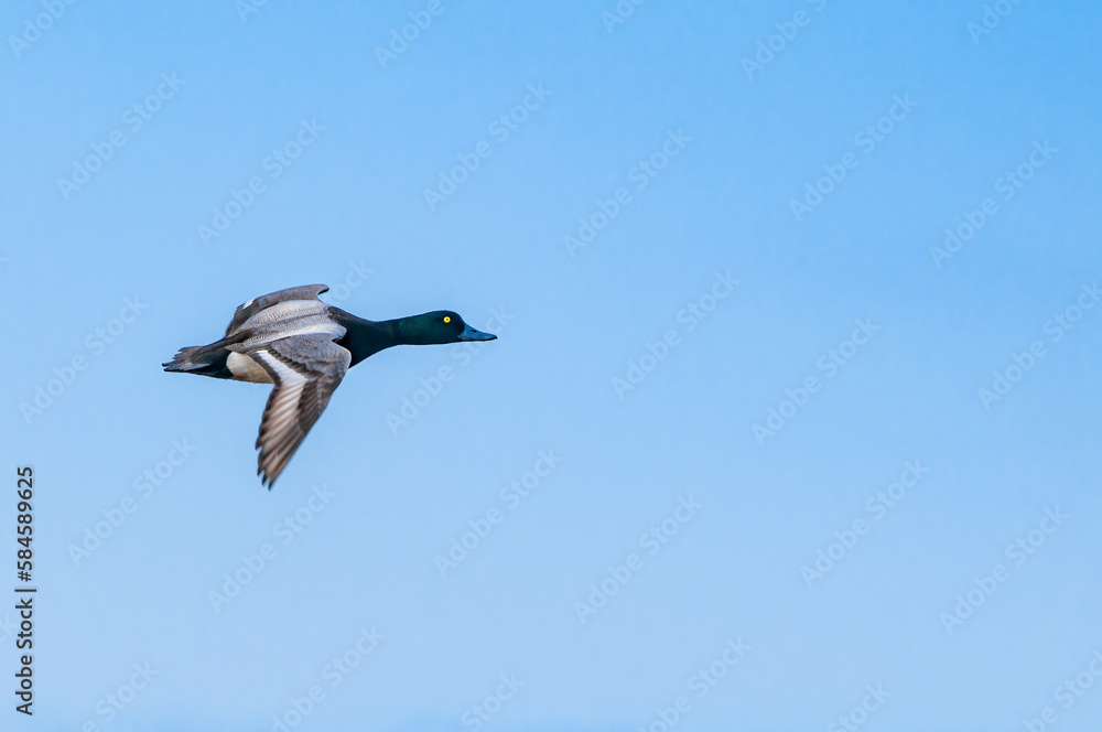 Greater Scaup (Aythya marila) male in Barents Sea coastal area Greater Scaup (Aythya marila) male in Barents Sea coastal area