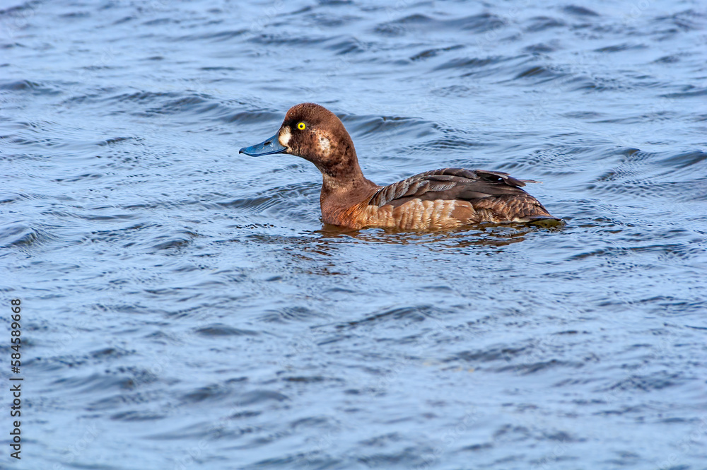 Greater Scaup (Aythya marila) female in Barents Sea coastal area Greater Scaup (Aythya marila) female in Barents Sea coastal area