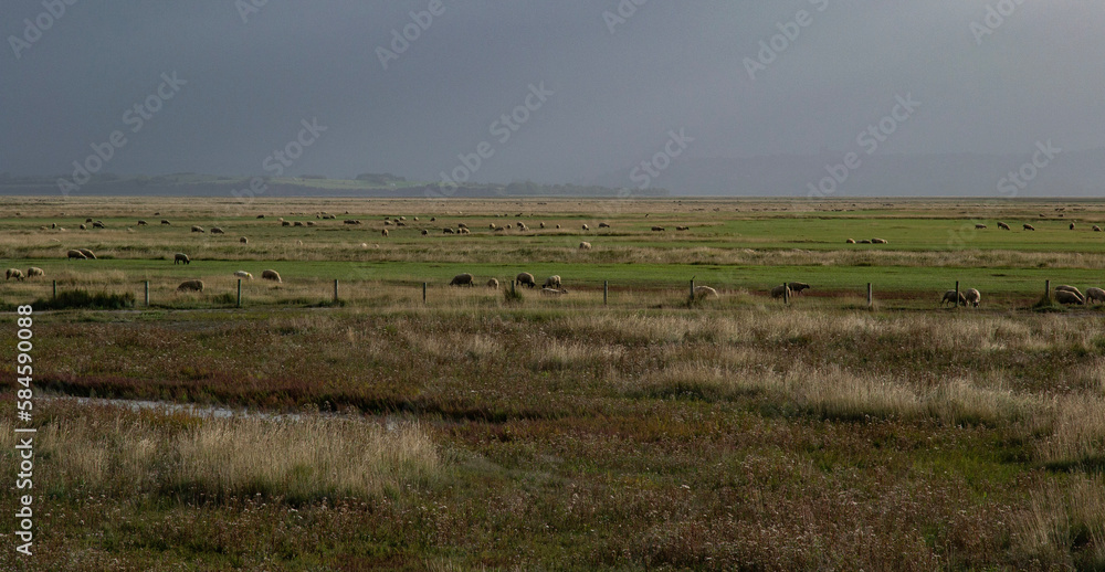 Salt meadow sheep in the field