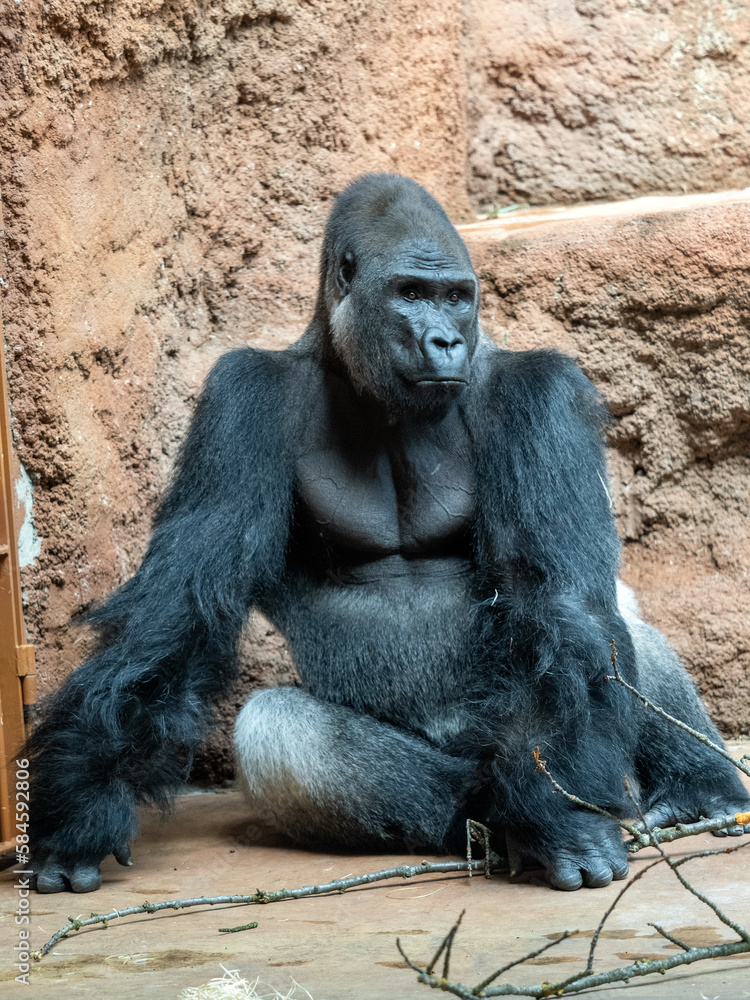 A male silverback Western Lowland Gorilla, Gorilla g. gorilla, sits observing the surroundings