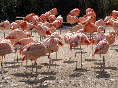 A flock of Rosa Flamingo, Phoenicopterus roseus, resting with their heads under their wings