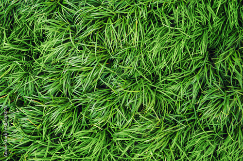 Natural background with grass texture