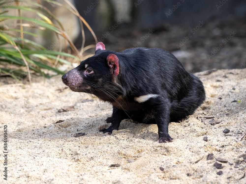 An Tasmanian devil, Sarcophilus harrisii, looks around for food An Tasmanian devil, Sarcophilus harrisii, looks around for food
