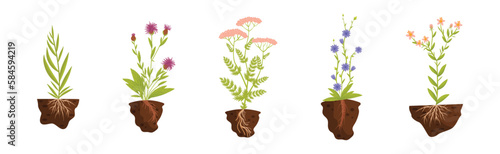 Plant Growing with Roots in Soil Vector Set