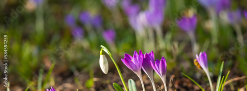 Crocuses flowering on a crocus meadow in spring,