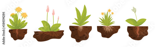 Plant Growing with Roots in Soil Vector Set