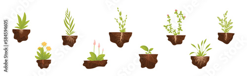 Plant Growing with Roots in Soil Vector Set