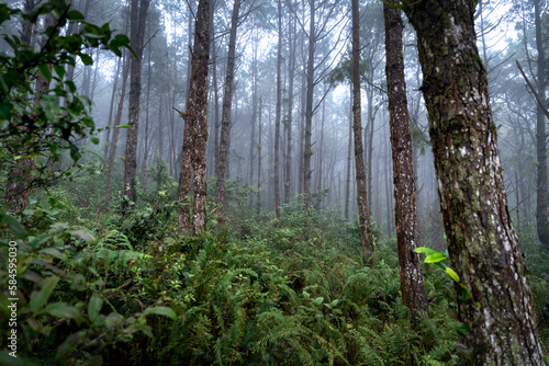 The pine forest in the mist in the early morning