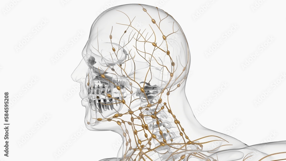 Human lymph nodes anatomy for medical concept 3D rendering