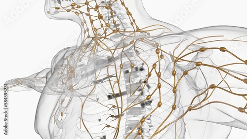 Fototapeta Naklejka Na Ścianę i Meble -  Human lymph nodes anatomy for medical concept 3D rendering