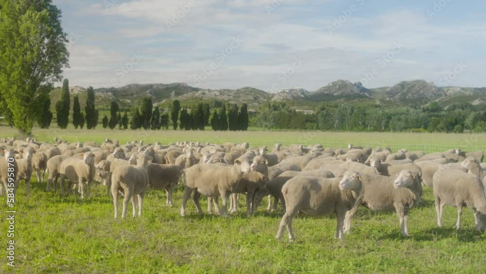 troupeau de moutons dans un champ sud de la France troupeau de moutons dans un champ sud de la France