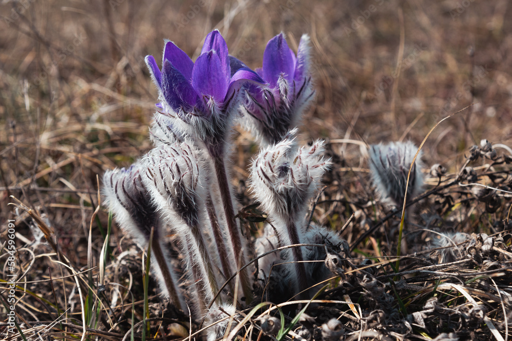 Pulsatilla halleri or pulsatilla taurica flowers in Crimea
